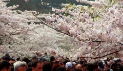 你見(jiàn)過(guò)空無(wú)一人的中山公園櫻花大道嗎？美！